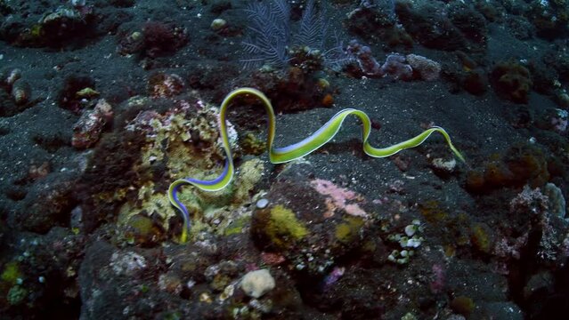 A very rare video of a Ribbon Eel -Rhinomuraena quaesita swims along the seabed. Underwater life of Tulamben, Bali, Indonesia. 