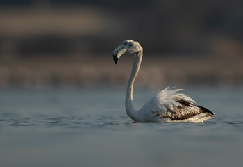 A pair of Greater Flamingos in the morning at Eker creek, Bahrain