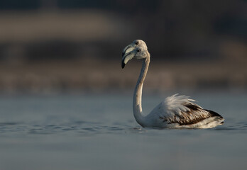 A pair of Greater Flamingos in the early morning hours at Eker creek, Bahrain