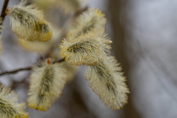 Bl&uuml;te von der Weide