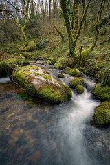 Naklejka na ściany i meble A stream runs through a forest between old mossy trees