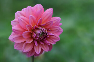 Fototapeta premium Beautiful pink Dahlia fresh flower blossoming in the garden. Gardening, perennial flowers. Greetings, postcard. Beautiful pink Dahlia flower close up photo at nature with a green background. Summer
