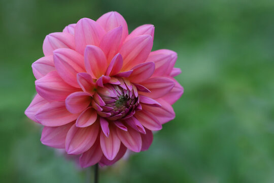Beautiful pink Dahlia fresh flower blossoming in the garden. Gardening, perennial flowers. Greetings, postcard. Beautiful pink Dahlia flower close up photo at nature with a green background.  Summer