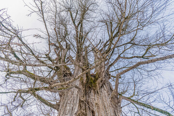 An old dead tree in a Japanese temple