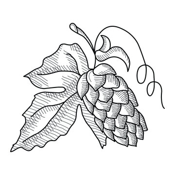 Twig of hops, natural botanical sketch. Hand drawn vector art.
