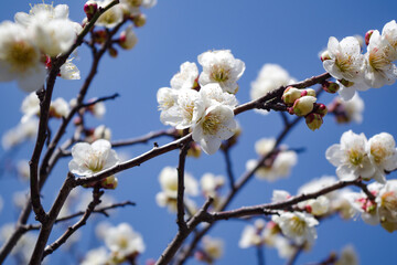 梅の花