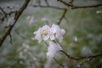 Fleurs de cerisier gelées sous la neige