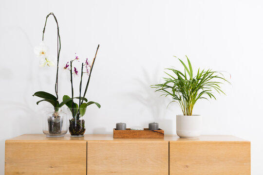Fresh flower vases and houseplant on sideboard against white wall at home with copy space