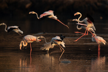 Greater Flamingos landing at Tubli bay in the morning , Bahrain