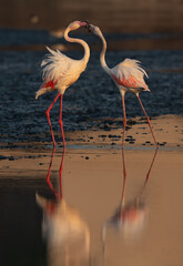 Greater Flamingos territory fight at Tubli bay, Bahrain