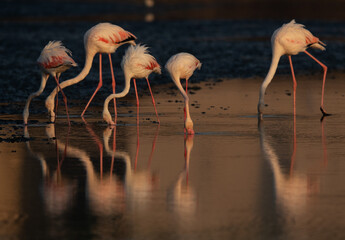 Greater Flamingos feeding at Tubli bay in the morning, Bahrain