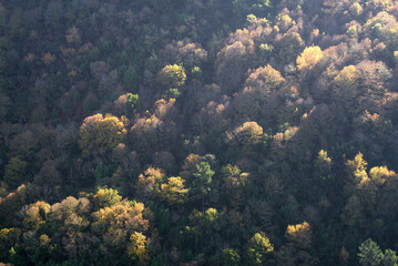 Fototapeta na wymiar First autumn colors paint the tops of some trees in a forest