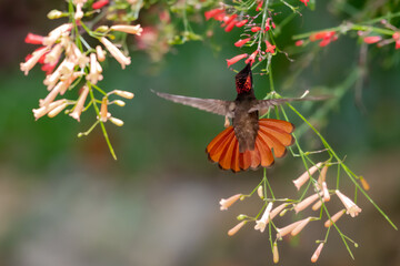 Dreamy scene of a Ruby Topaz hummingbird, Chrysolampis Mosquitus, hovering amongst colorful flowers...