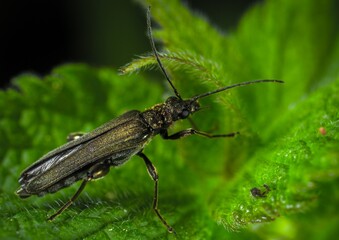 bug on a leaf