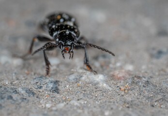 macro of a bug 