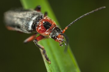bug on a leaf