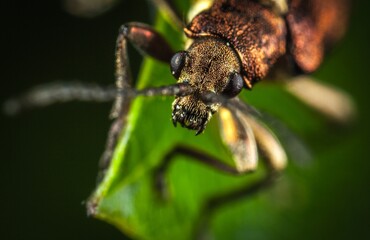 bug on a leaf