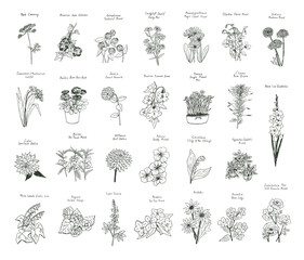 Garden summer flowers illustrations vector set - obrazy, fototapety, plakaty