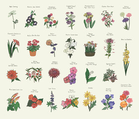 Garden summer flowers illustrations vector set - obrazy, fototapety, plakaty
