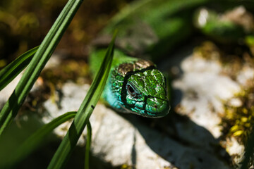 European green lizard, Lacerta viridis, close up view on the ground. Reptile species photography.