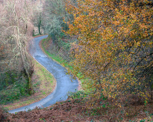 Rural road meanders between autumnal forests and ancient oak trees