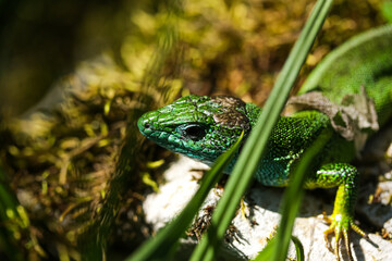 European green lizard, Lacerta viridis, close up view on the ground. Reptile species photography.