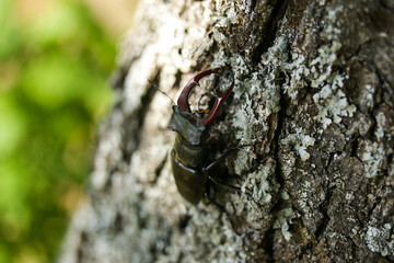 Lucanus cervus, the European stag beetle, close up view of this insect climbing on a tree. Insect...