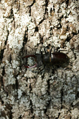 Lucanus cervus, the European stag beetle, close up view of this insect climbing on a tree. Insect macro photography.