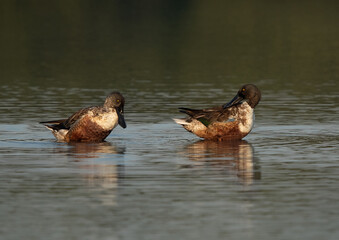 Northern Shoveler preening at Tubli bay, Bahrain