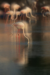 A double exposure image of Greater Flamingos feeding at Tubli bay in the morning, Bahrain