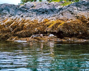 seals on rocks