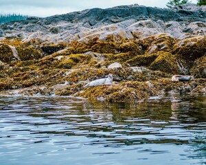 seals on rocks