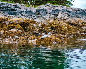 seals on rocks