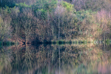 Winter grove of birch trees reflected in the pristine surface of a lagoon