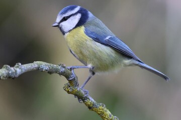 Blue tit