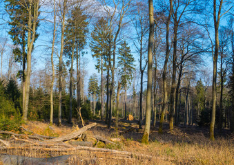 Wald Feldberg Taunus