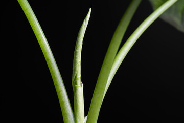 Alocasia Sinuata Mirror Face stem close up with isolated black background