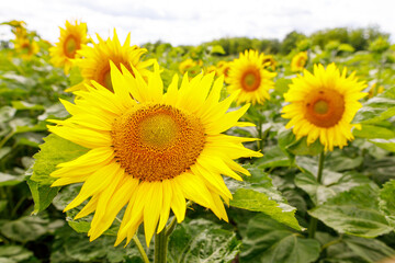 Fototapeta premium Sunflowers garden. Sunflowers have abundant health benefits. Sunflower oil improves skin health and promote cell regeneration.