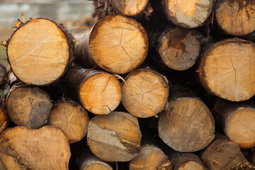 Log spruce trunks pile. Sawn trees from the forest. Logging timber wood industry. Cut trees close up