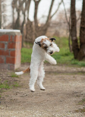 dog puppy jack russell terrier jumps for a walk, shows tricks. The circus. Celebration