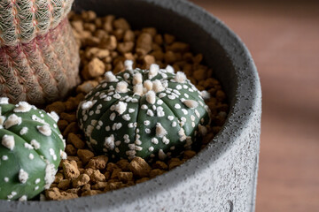 Fototapeta na wymiar Astrophytum cactus close up with Akadema stone in concrete pot on isolated brown background