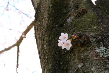 tree with cherry blossom