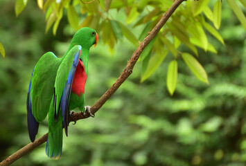 Bird perching on branch. The eclectus parrot, Eclectus roratus is a parrot native to Indonesia, locally known as Nuri Bayan