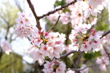 Fototapeta na wymiar cherry blossoms