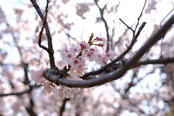cherry blossoms