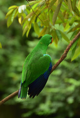 Bird perching on branch. The eclectus parrot, Eclectus roratus is a parrot native to Indonesia, locally known as Nuri Bayan