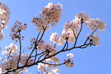 cherry blossoms