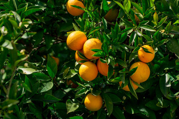 Orange tree with fruits and flowers in autumn