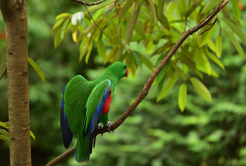 Bird perching on branch. The eclectus parrot, Eclectus roratus is a parrot native to Indonesia, locally known as Nuri Bayan