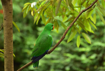 Bird perching on branch. The eclectus parrot, Eclectus roratus is a parrot native to Indonesia, locally known as Nuri Bayan